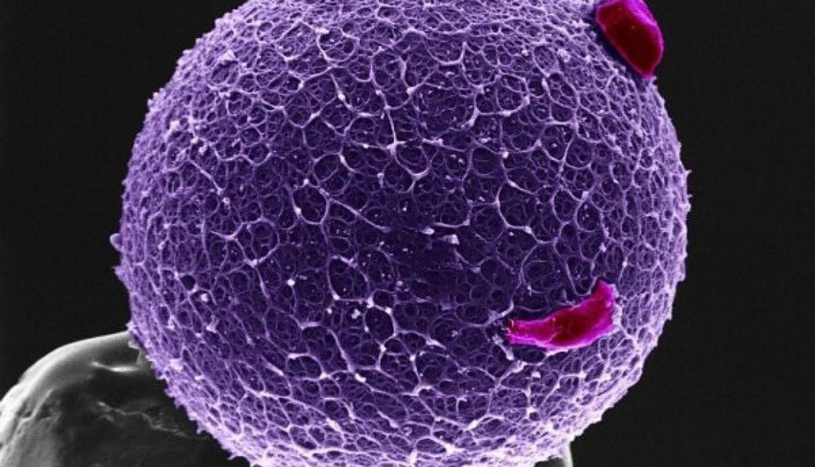 Desarrollan una nueva técnica para elegir los mejores óvulos