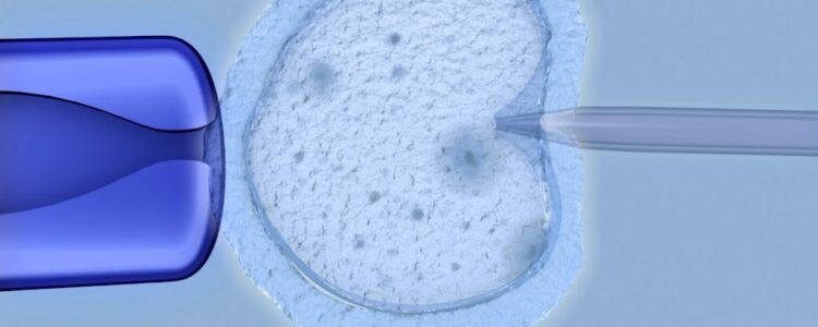 Descubren una proteína responsable de la fecundación del óvulo