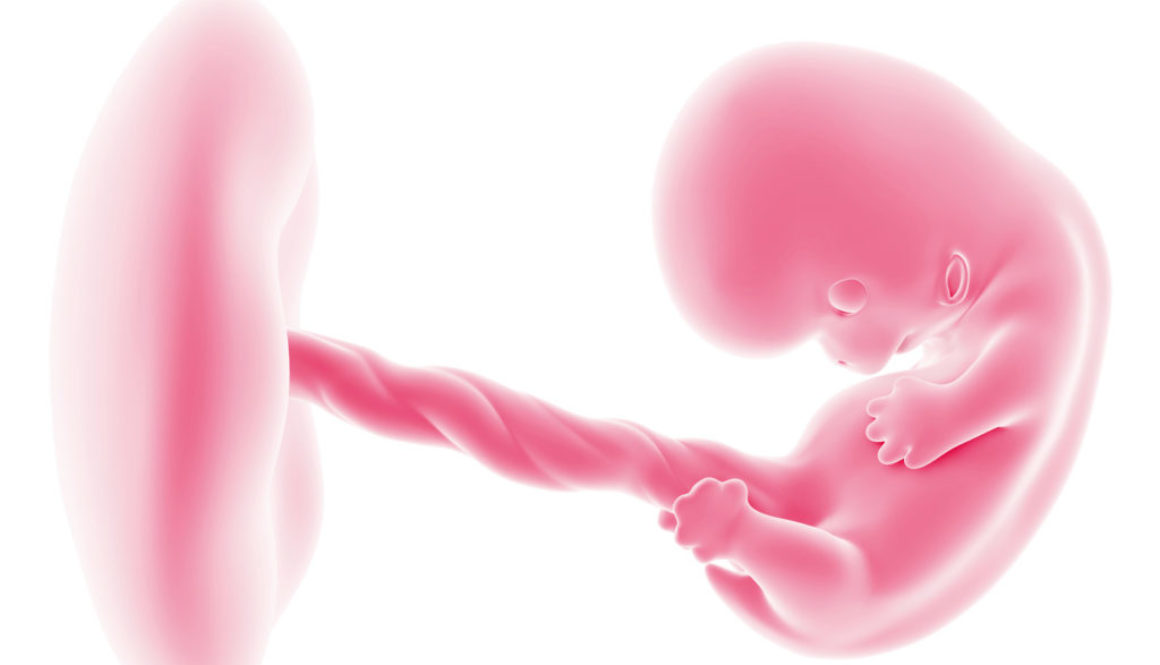 Descubrimiento en genética: Las embarazadas varían la genética de su futuro hijo incluso si el óvulo es donado