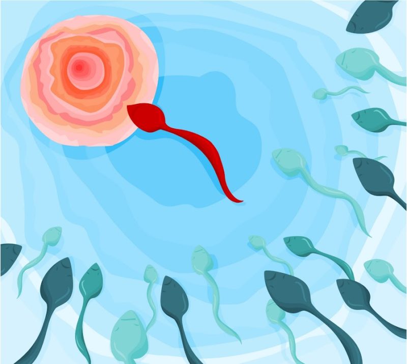 Dos funcionarias del Ayuntamiento de Almería le piden que les pague la fecundación in vitro y el tratamiento de fertilidad