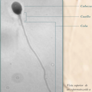 El Espermatozoide humano visto en 1000 aumentos