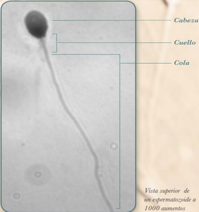 El Espermatozoide humano visto en 1000 aumentos