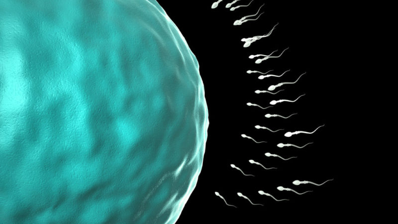 El Hospital de Alzira dobla el número de técnicas reproductivas en dos años