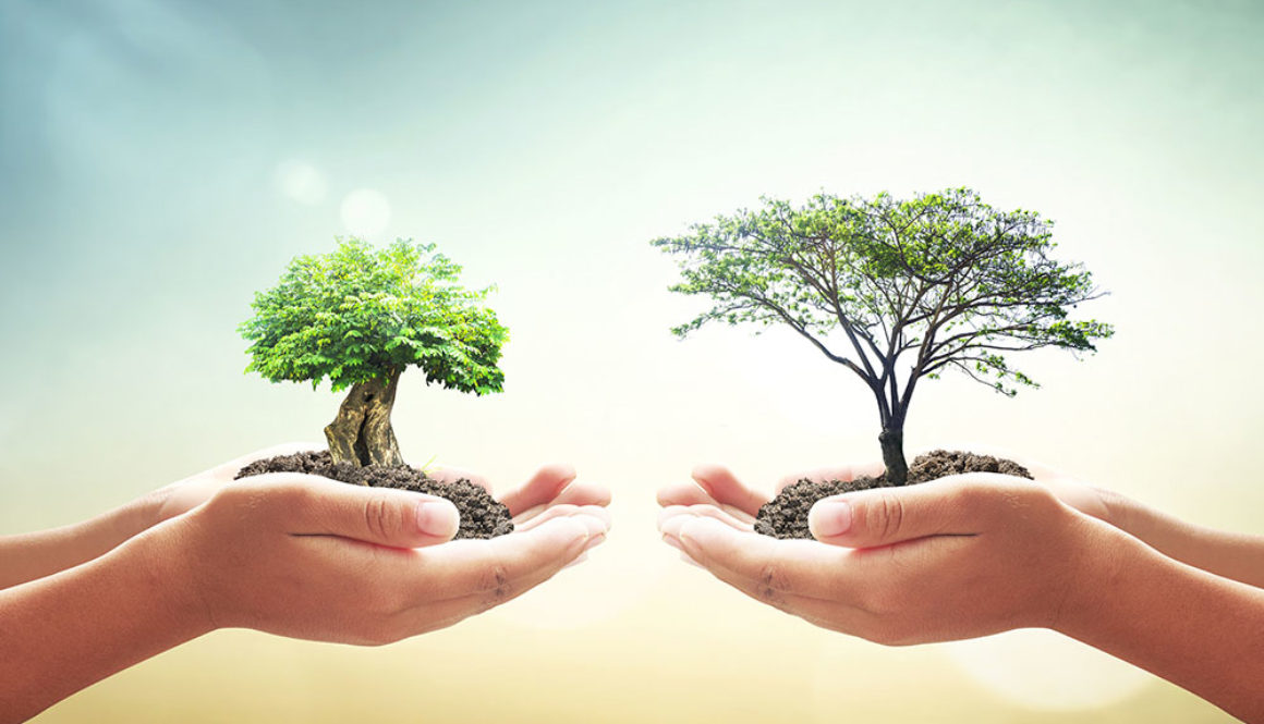 El Institut Marquès plantará un árbol por cada nacimiento de su centro