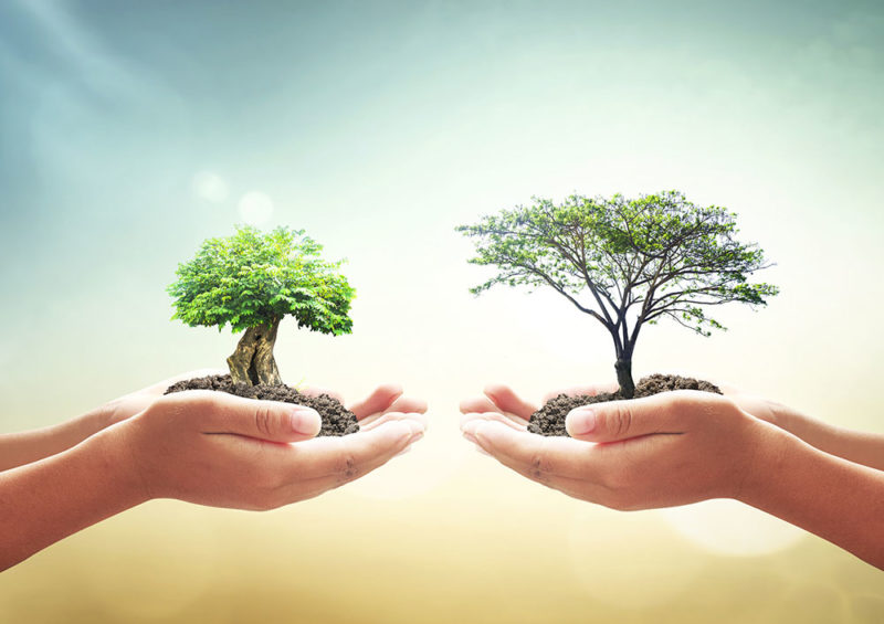 El Institut Marquès plantará un árbol por cada nacimiento de su centro