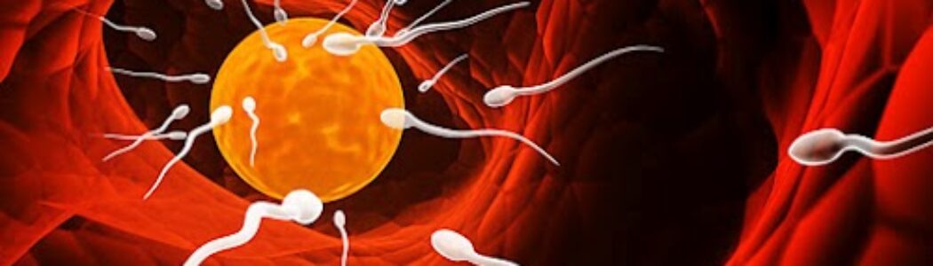 El accidentado viaje de los espermatozoides