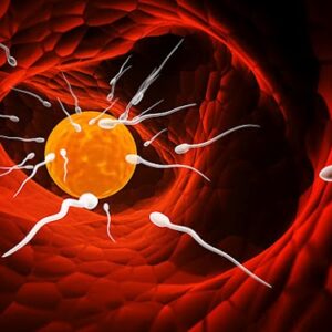 El accidentado viaje de los espermatozoides