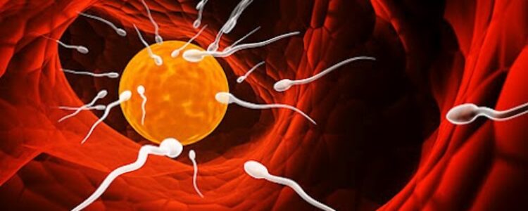 El accidentado viaje de los espermatozoides