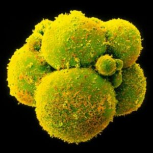 El camino para la edición genética en embriones en España