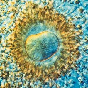 El desarrollo de un embrión