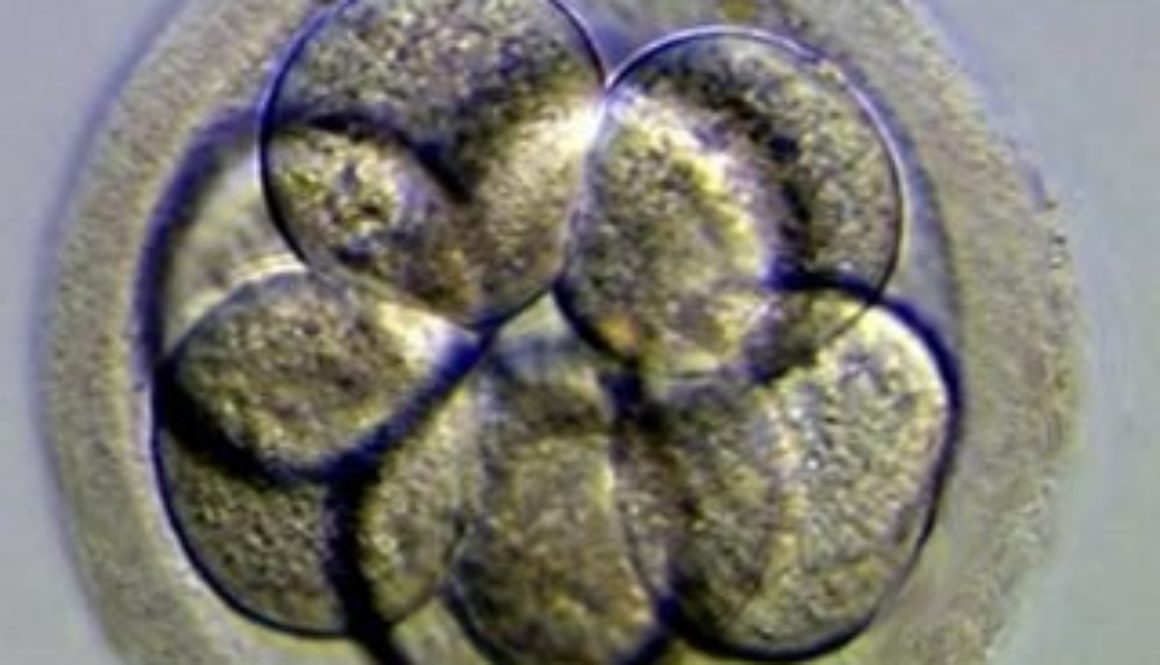 El destino de los embriones congelados