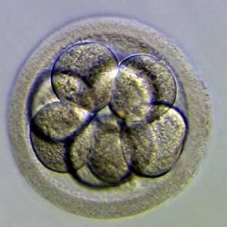 El destino de los embriones congelados