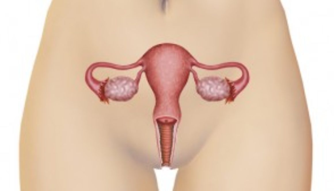 El hallazgo de células madre en el ovario desafía la infertilidad