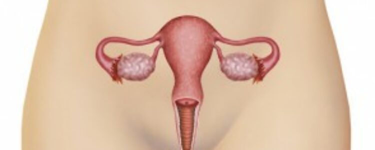 El hallazgo de células madre en el ovario desafía la infertilidad