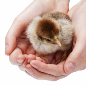 El poder del pensamiento positivo