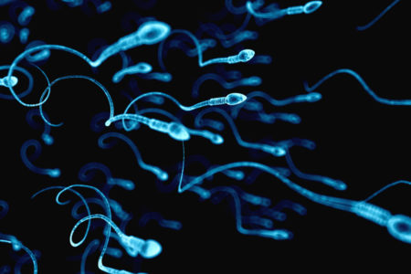 El proceso de autofagia celular influye en la calidad del semen