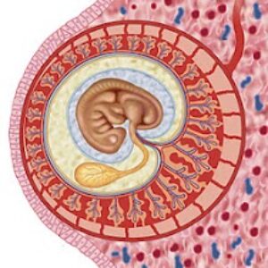 El tábaco y la obesidad, reduce las probabilidades de éxito en los tratamientos de fertilidad.