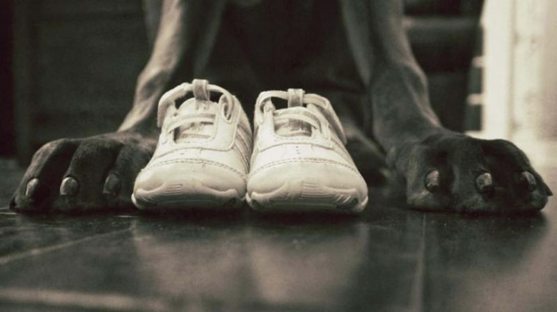 Embarazadas con perros tienen hijos con mejor salud