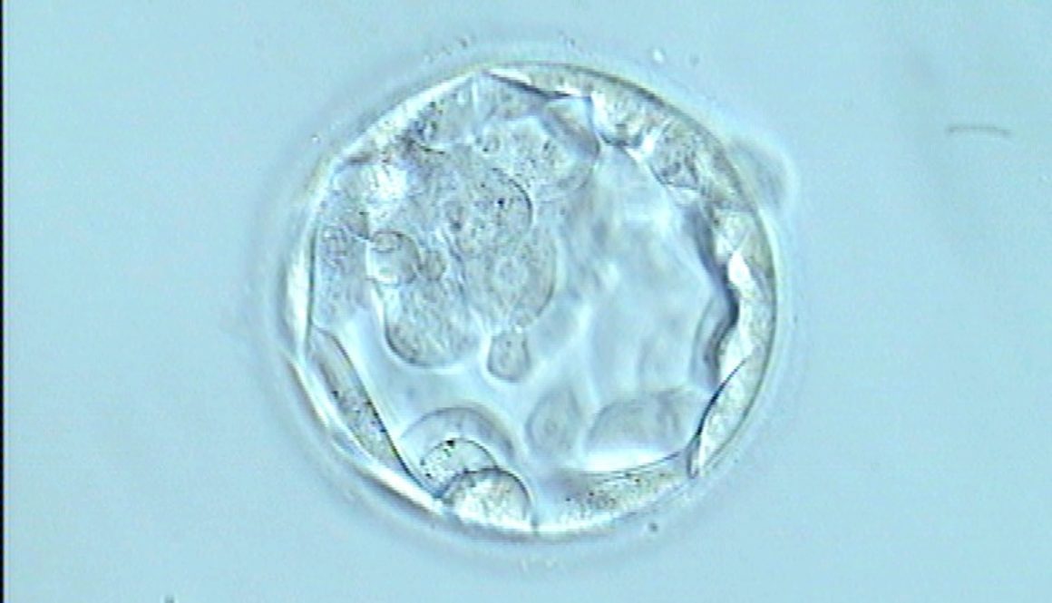 Embrión blastocisto. Transferir en día 4 o 5