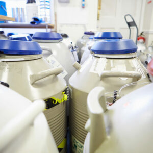 Embriones congelados-Calidad y éxito en el embarazo