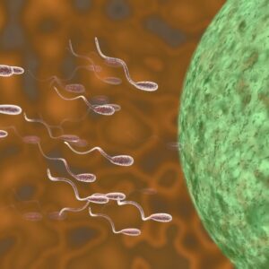 España crea un registro para controlar las donaciones de semen y óvulos: el donante no podrá engendrar más de seis hijos