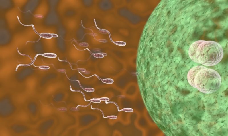 España crea un registro para controlar las donaciones de semen y óvulos: el donante no podrá engendrar más de seis hijos