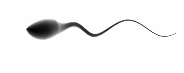 Esperanza contra la infertilidad: crearon semen artificial en ratones