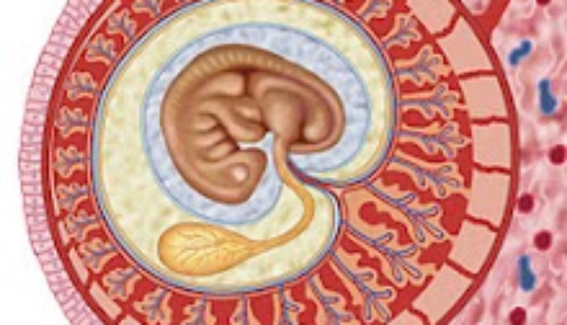 Fundación Tambre organiza un curso de Inmunología Reproductiva los días 24 y 25 de mayo de 2012 en Madrid