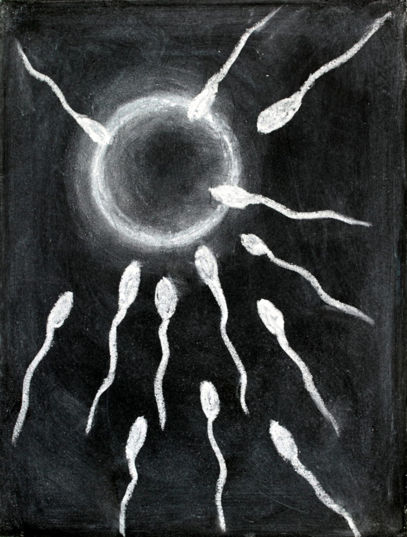 Gametogénesis Gametogénesis