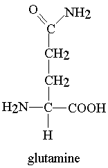 Glutamina