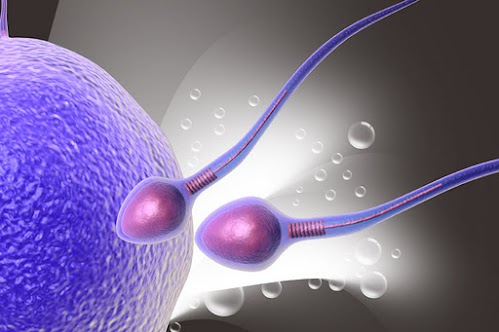Halla “Apagado” molecular que causa infertilidad y aborto