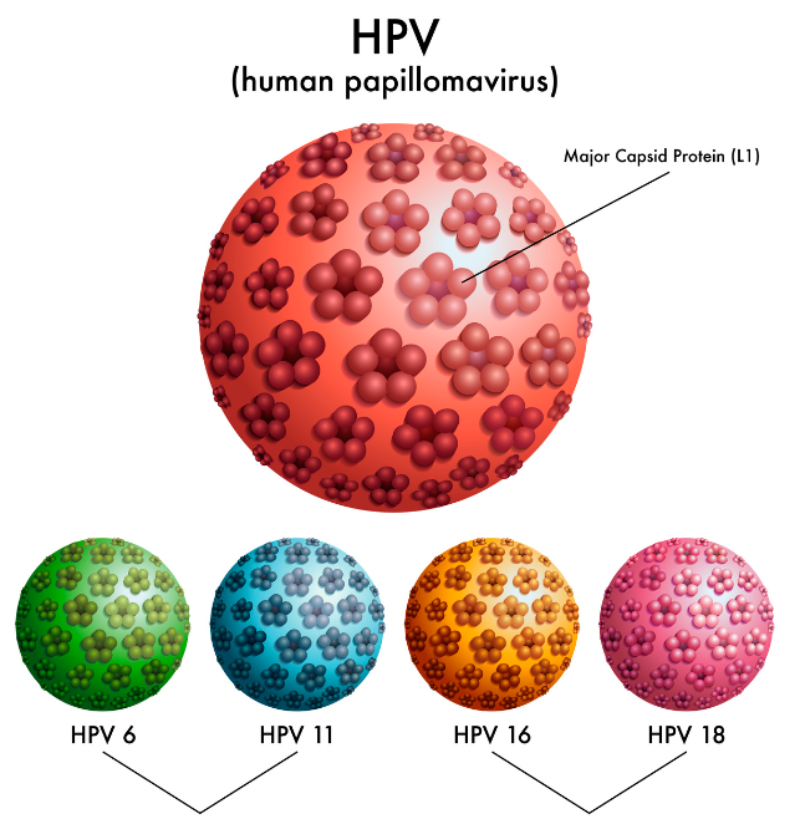 Hallan un virus en mujeres con infertilidad inexplicada