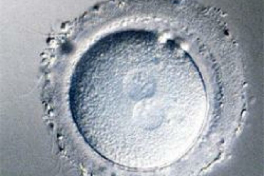 Hay un mayor interés por la transferencia de embriones en casos de esterilidad femenina.