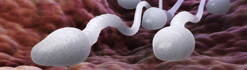 He aquí el secreto del espermatozoide “ganador”
