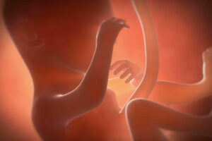 Hemos creado un útero para gestar bebés fuera de la madre