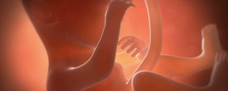 Hemos creado un útero para gestar bebés fuera de la madre