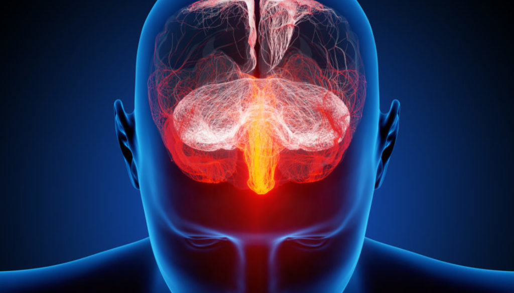 Human brain illustrated with millions of small nerves Human brain illustrated with millions of small nerves