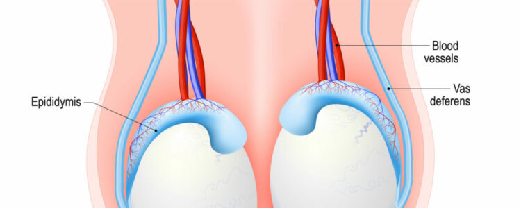 Infertilidad en el varón y criptorquidia