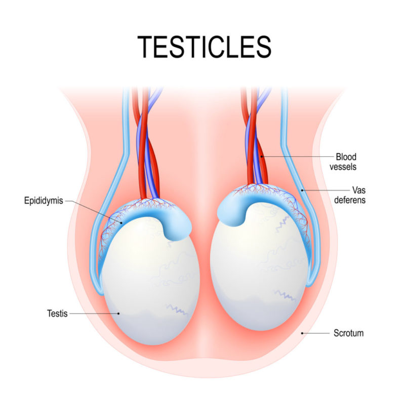 Infertilidad en el varón y criptorquidia