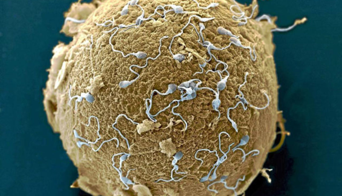 Infertilidad y sistema inmune: identifican nuevas relaciones