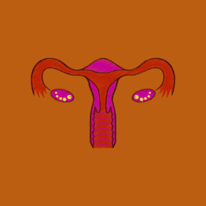 Investigadores crean un sistema reproductivo femenino en miniatura