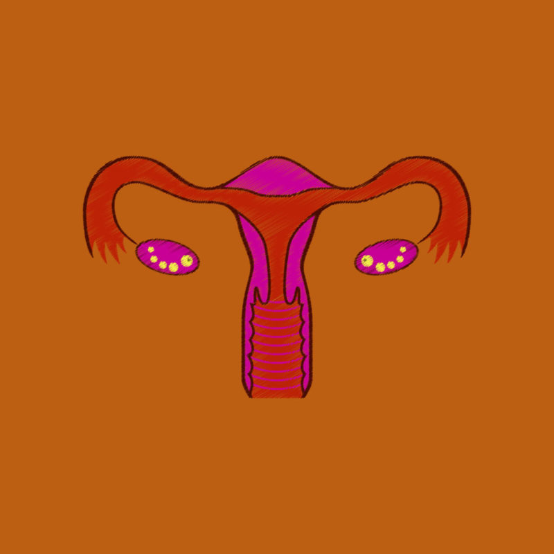 Investigadores crean un sistema reproductivo femenino en miniatura