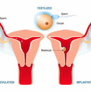 Investigadores desarrollan la primera técnica para realizar ecografías virtuales en embriones recién implantados