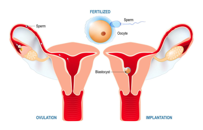Investigadores desarrollan la primera técnica para realizar ecografías virtuales en embriones recién implantados