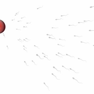 Investigadores franceses han creado espermatozoides a partir de células testiculares