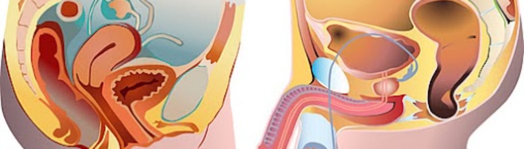 La Clamida y la fertilidad