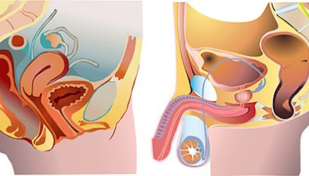 La Clamida y la fertilidad
