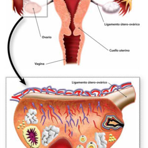 La Dra. López Teijón nos habla de las preguntas más frecuentes sobre la ovulación