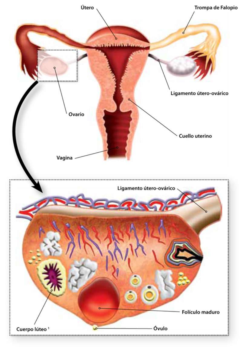 La Dra. López Teijón nos habla de las preguntas más frecuentes sobre la ovulación
