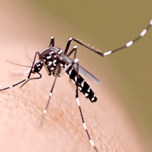 La SEF alerta del riesgo de la transmisión del zika en la compra de esperma por internet